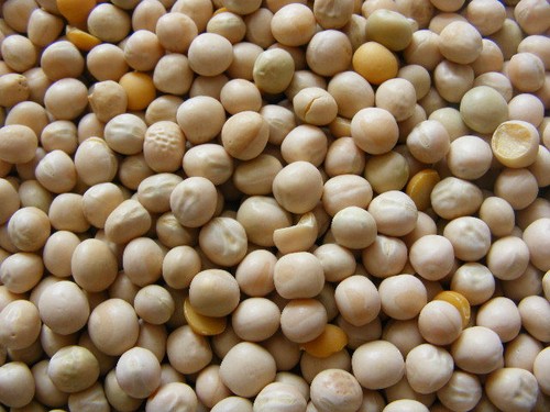 Futtererbsen 5kg gelbe erbsen - futtererbsen,